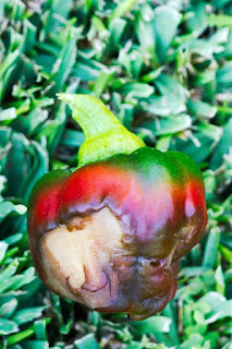 Malformed pepper due to calcium deficiency