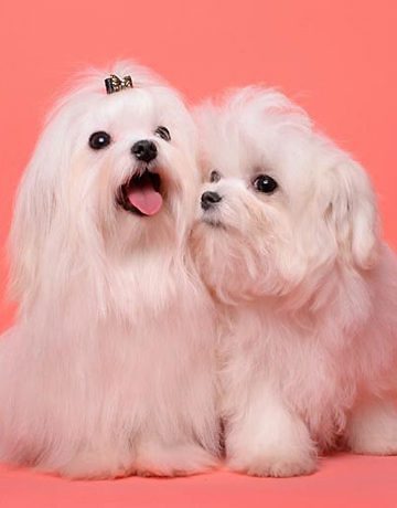 Cachorros+fofinhos