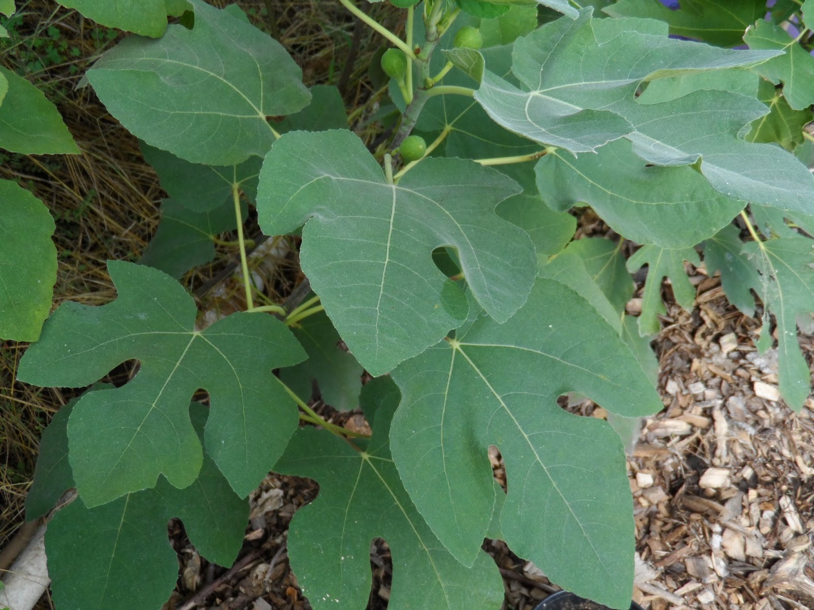 Fig Cuttings For Sale