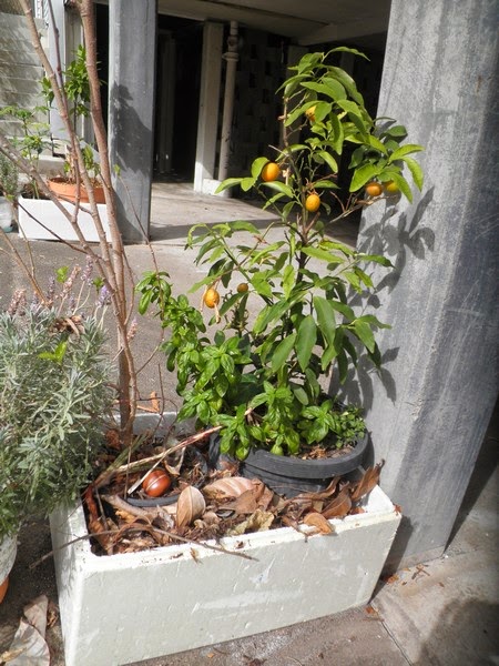 Growing trees in pots on a concrete yard 2 Growing trees in pots on a concrete yard