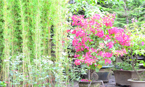 [Image: cho-phien-ha-dong-ruc-ro-sac-hoa-3.jpg]