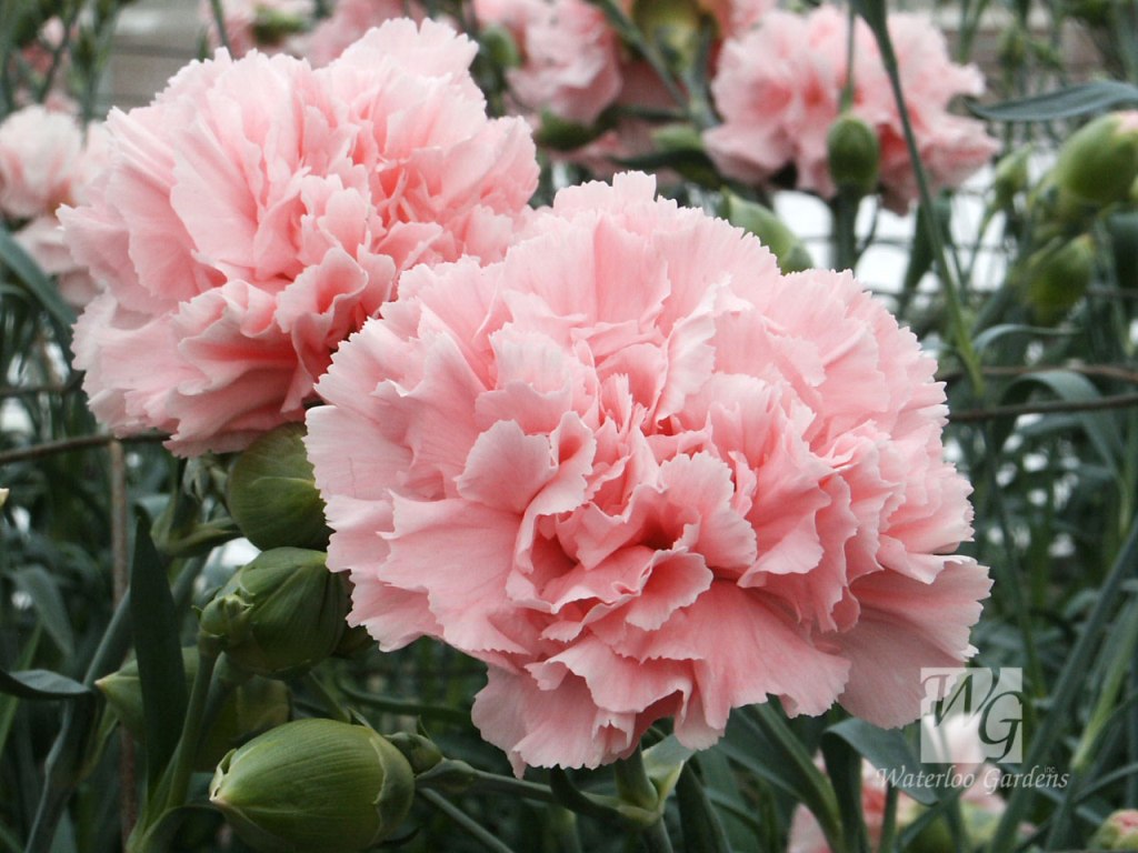 Pink+Carnation+Wallpapers+2.jpg