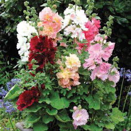 Hollyhock Spring Celebrity