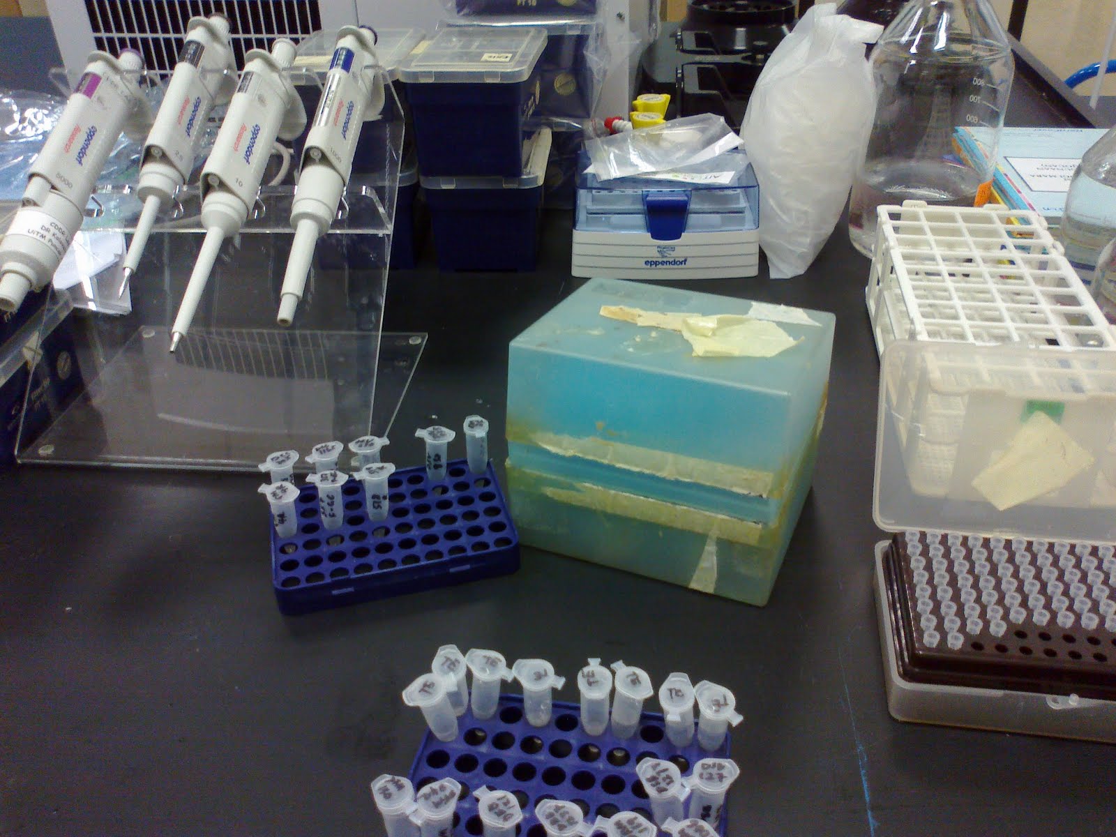 SHERYNA Molecular work Diluting primers & PCR amplification