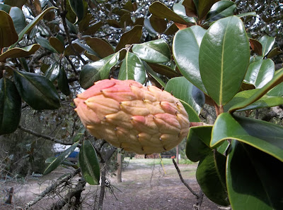 Are+dogwood+tree+berries+poisonous