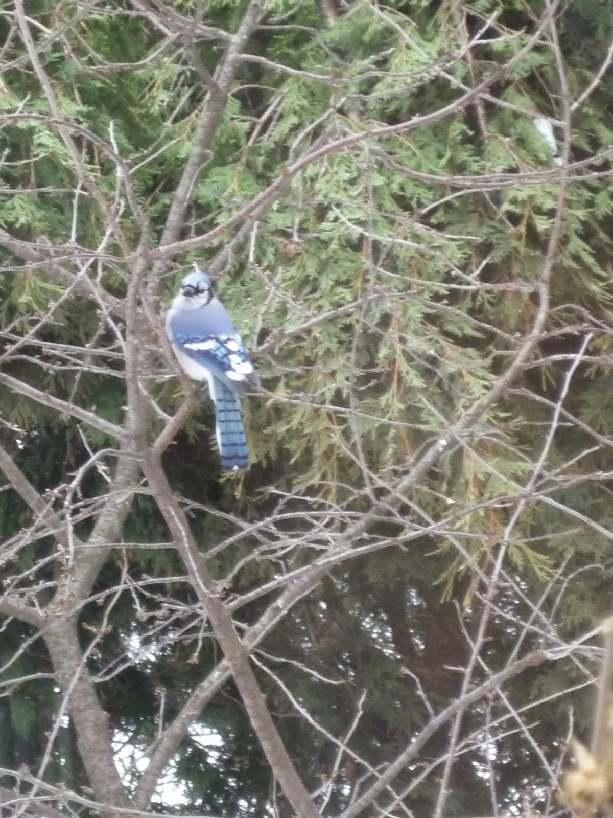 South Burlington birds Birds at peanut feederphotos South