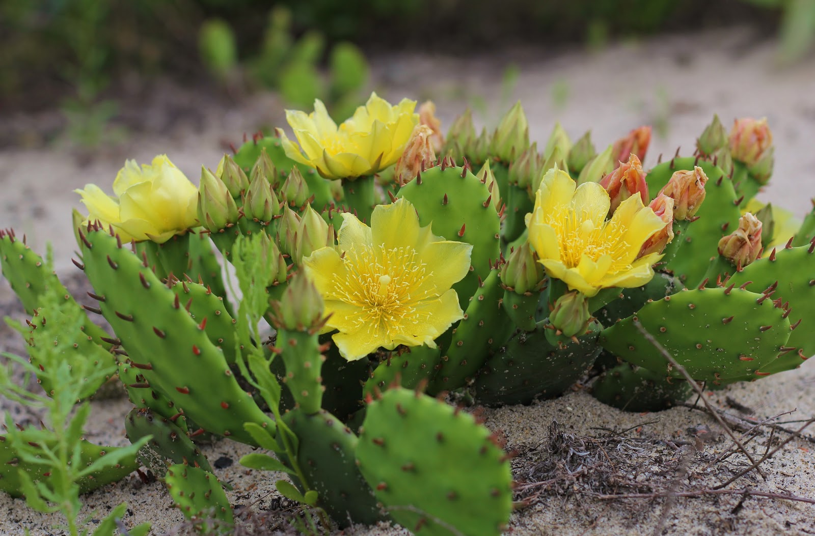 Nature on the Edge of New York City A Cactus Grows in New York Harbor