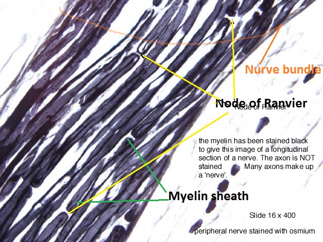 bio 156 lab 1 bio 156 lab 1