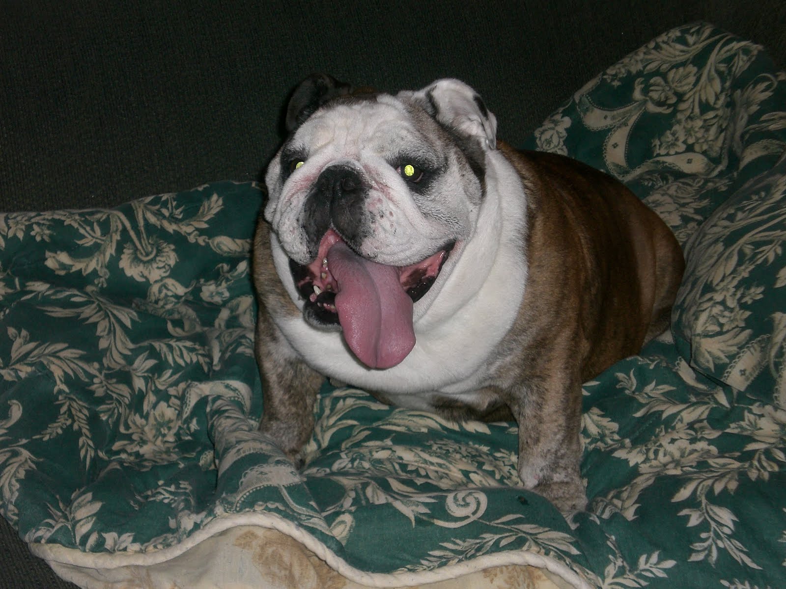 Obese English Bulldog