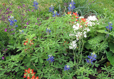 Annieinaustin,Texas paintbrush,bluebonnets,salvia greggii