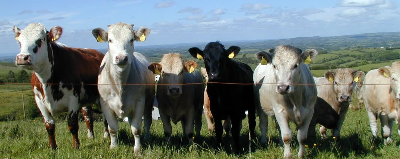 County Cavan Cows