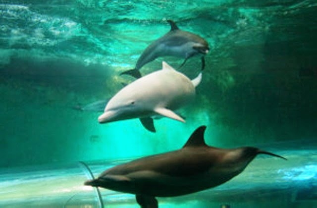 Shiro and Yuki the Risso's Dolphin Plushies  White dolphin  Grampus  Albino Dolphin  Leucistic  Piebald Porpoise