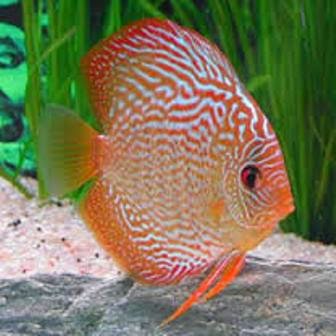 Ragam Ikan Discus Sebagai Jenis Ikan Hias Air Tawar Bag 1 Ikan