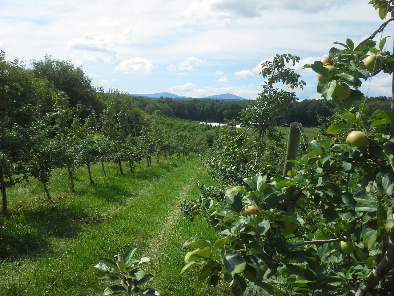 The New York Green Advocate No Farms...No Food! No Farmers...No Farms! Help The Farmer of Stone