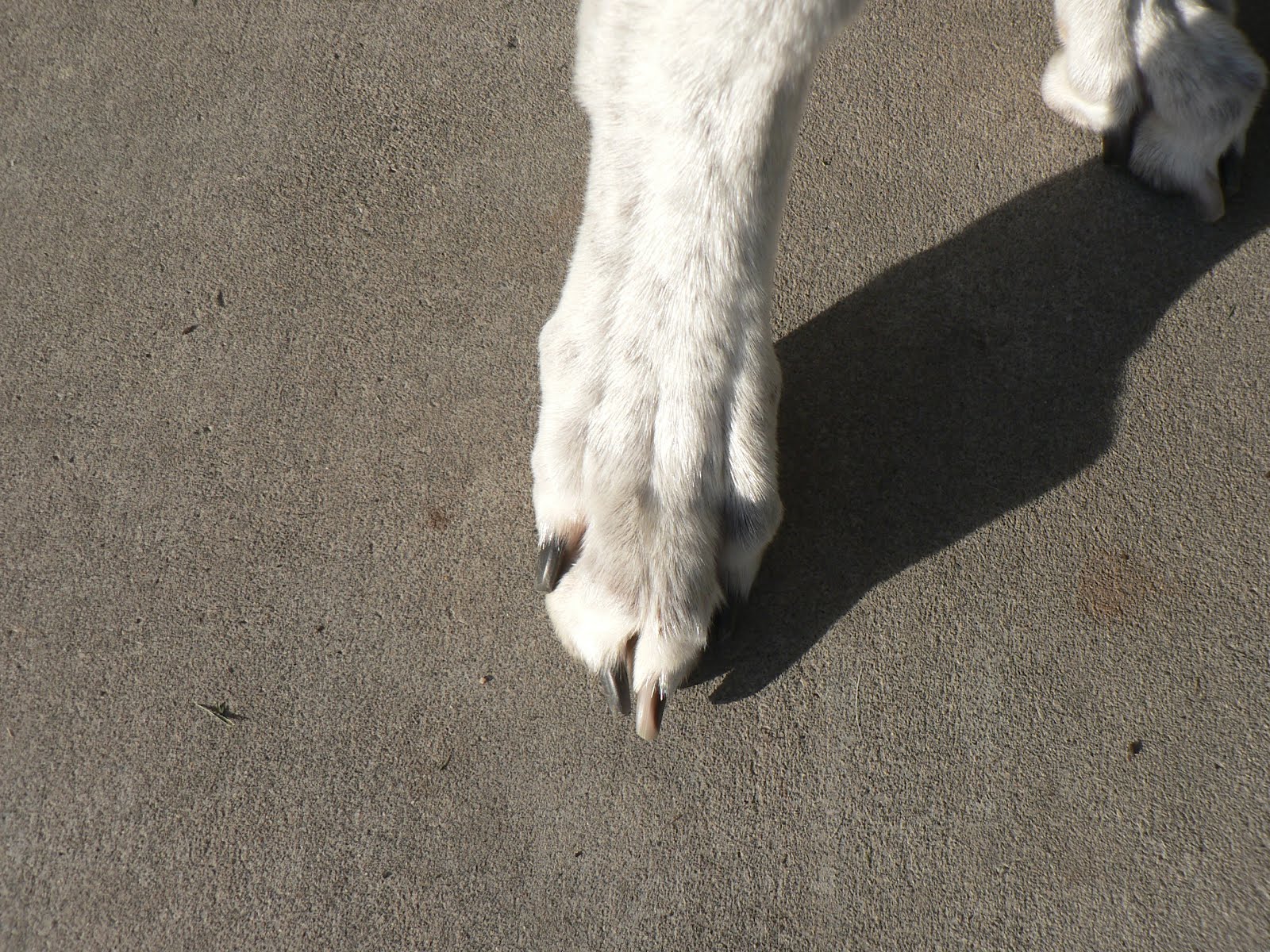 Aragon Greyhounds Greyhound Feet