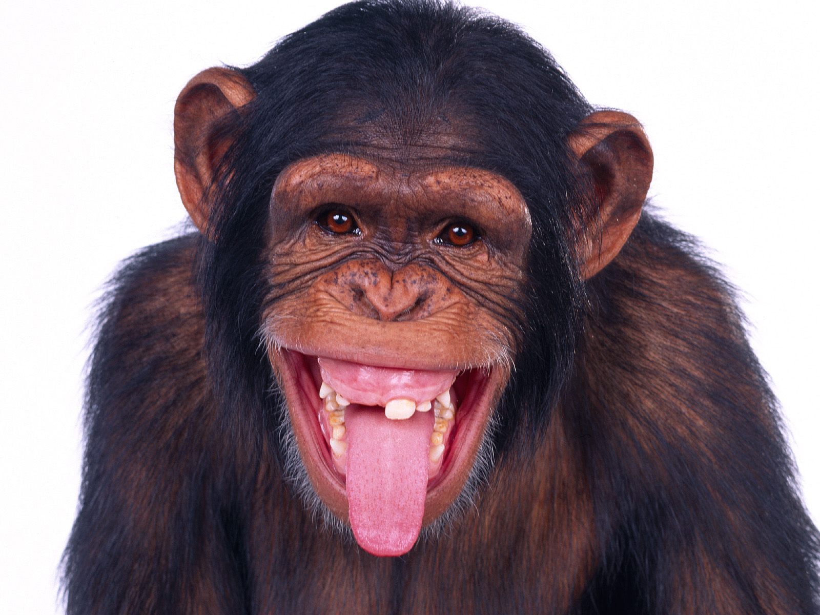 Opinion Super funny monkeys think, that Have Super funny monkeys share your