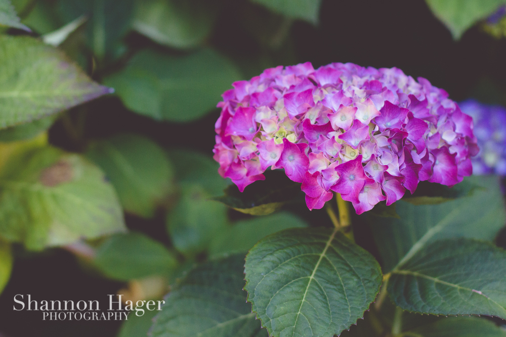 Enjoying Life With 4 Kids Portland June 2013 My Parents Beautiful Hydrangeas