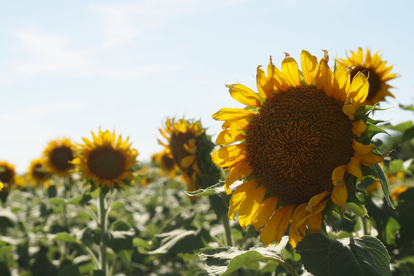 My Big Texas Sunflowers!