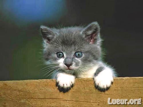 Chat a vendre ile de france