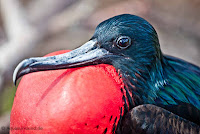 Male Frigatebird Displaying his Red Neck