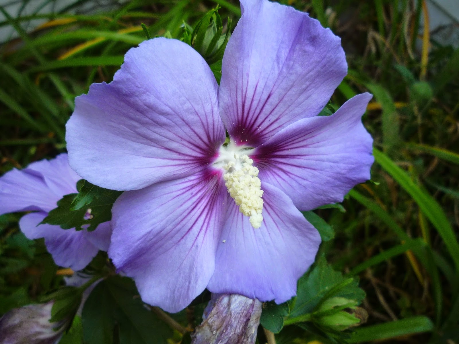 Vermont backyard flowers Aug 2014 South Burlington, Vermont Photos