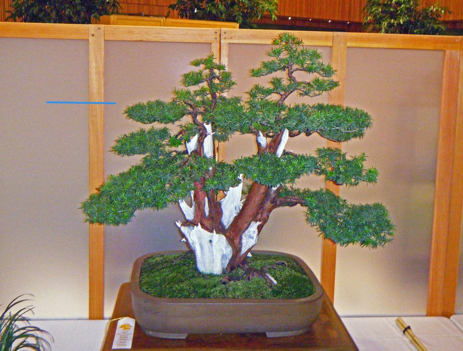 Bonsai In Hoosierland September 2014 Bonsai In Hoosierland September 2014