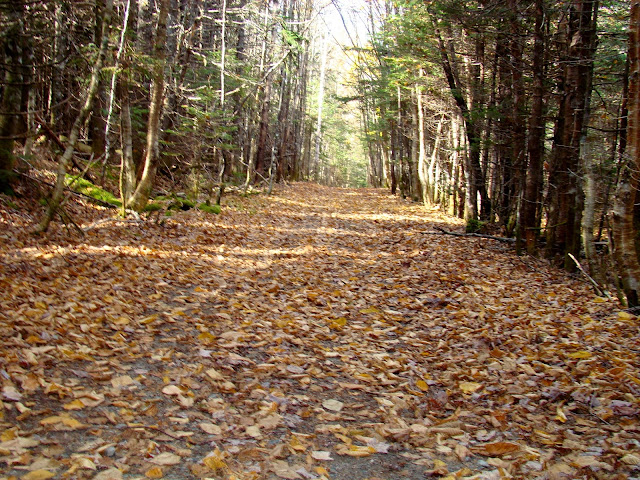 Fundy National Park - A Pinay's Diary