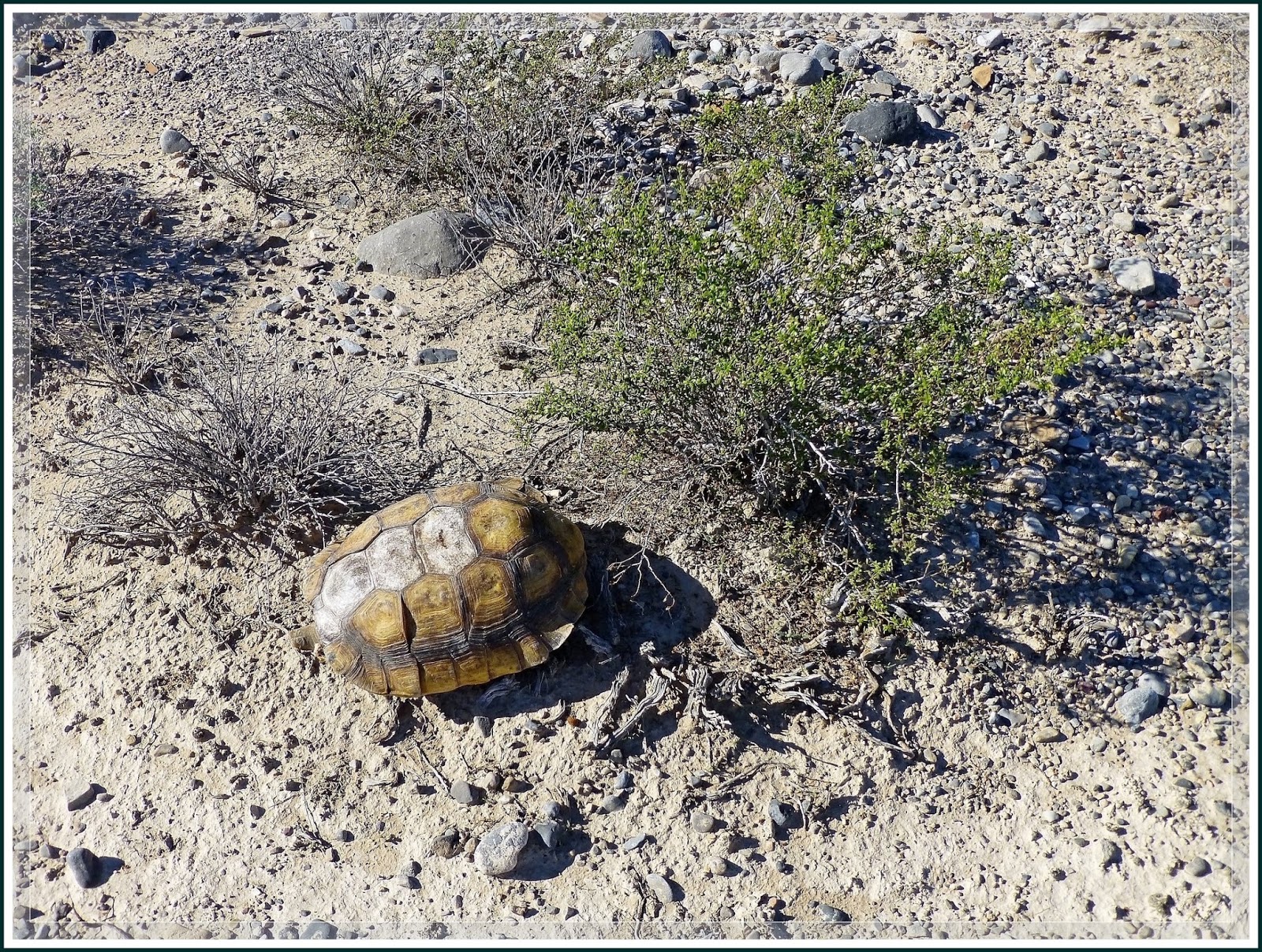 Ken's Photo Gallery Tule Springs Fossil Beds National Monument Trip