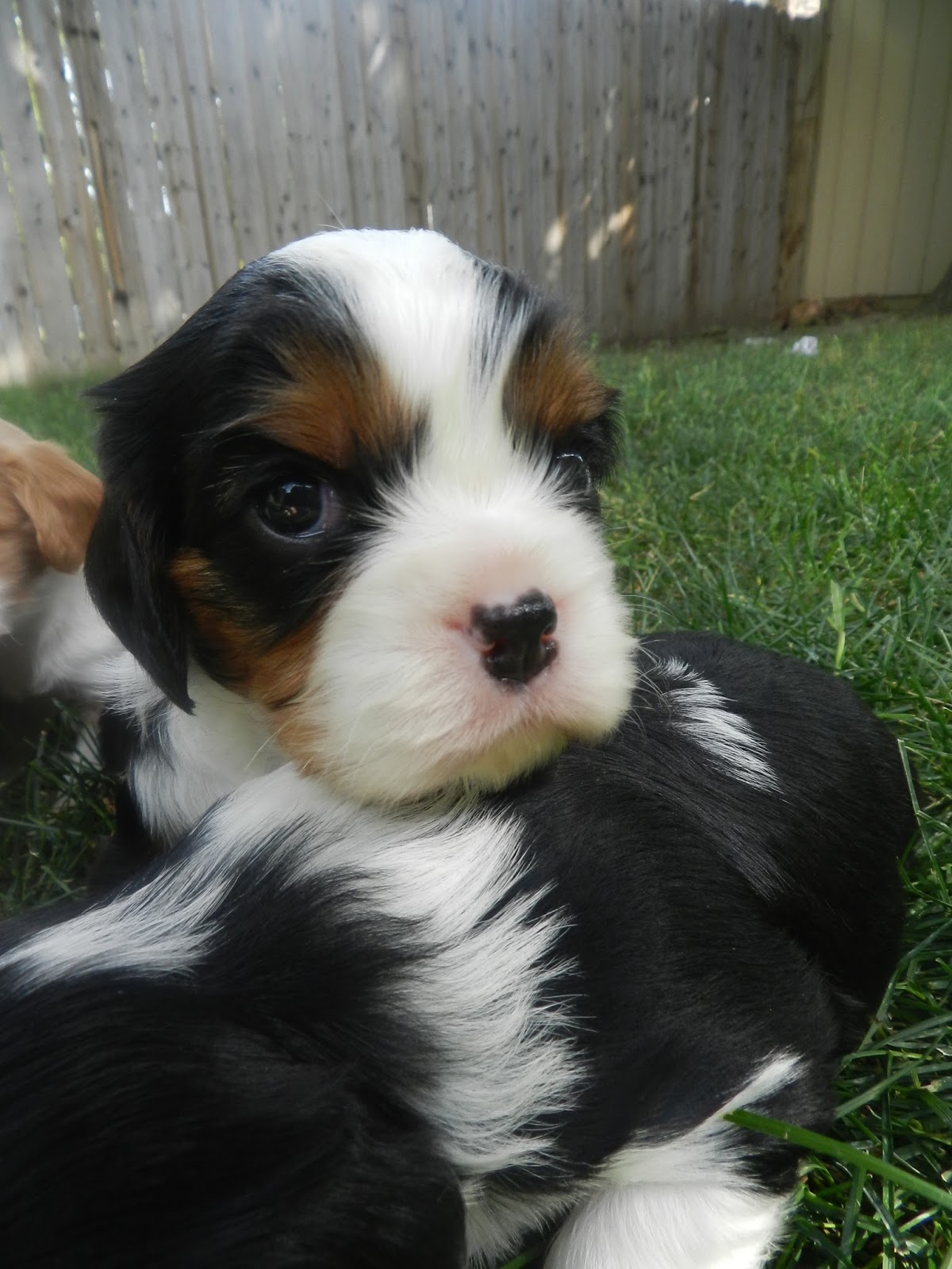 Cavalier King Charles Spaniel Puppies: Puppy Gallery