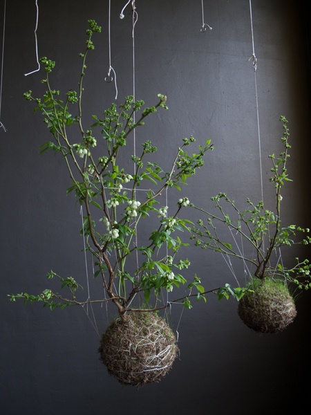 Stringgardens via Nat et nature