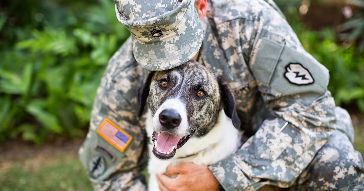 PerPETually Speaking Dogs on Deployment 2015 Military Pet of The Year!