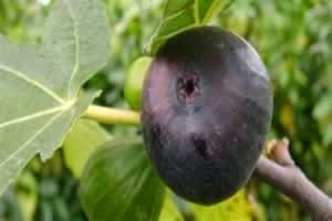 Инжир: польза для здоровья