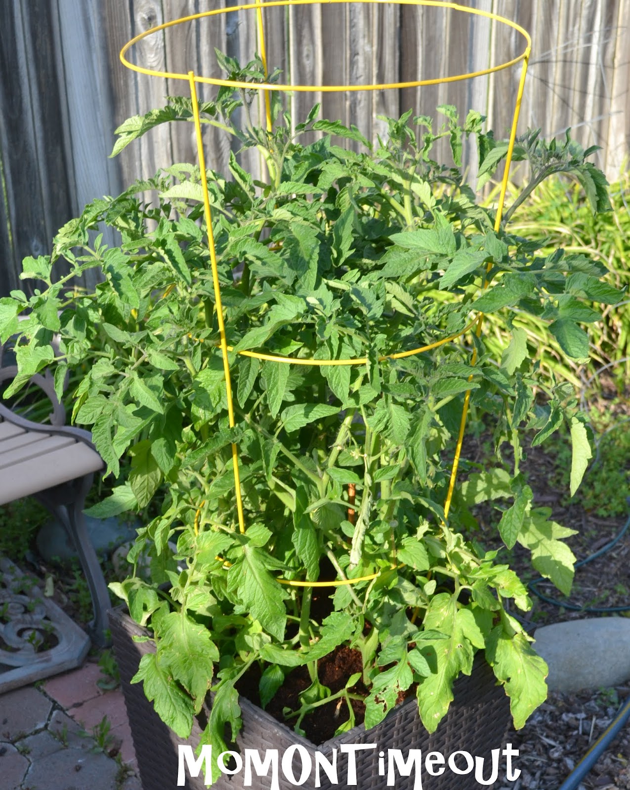 Tips for TopNotch Tomatoes Mom On Timeout