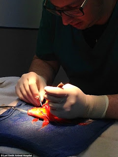 Ca phẫu thuật cho cá vàng ở Australia kéo dài trong 45 phút với những công đoạn tỉ mỉ và đòi hỏi sự cẩn thận.