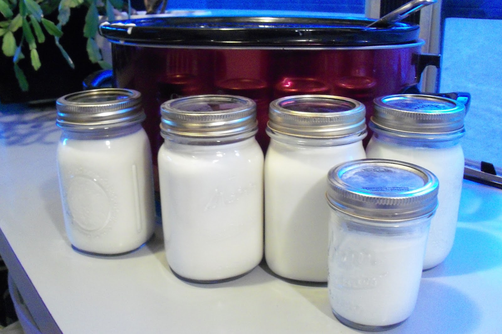 Wild Thyme Creations SlowCooker Yogurt