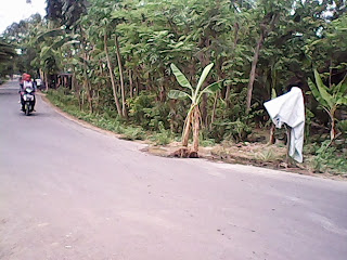 Antisipasi Kecelakaan Jalan Berlubang di tanami pohon pisang