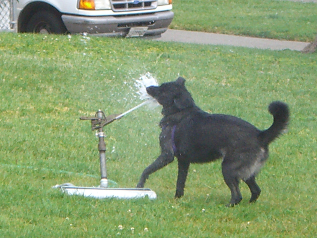 32 Dogs play in sprinklers (32 pics) Amazing Creatures