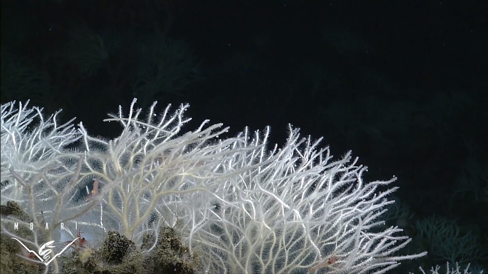 Real Monstrosities Four New Carnivorous Sponges