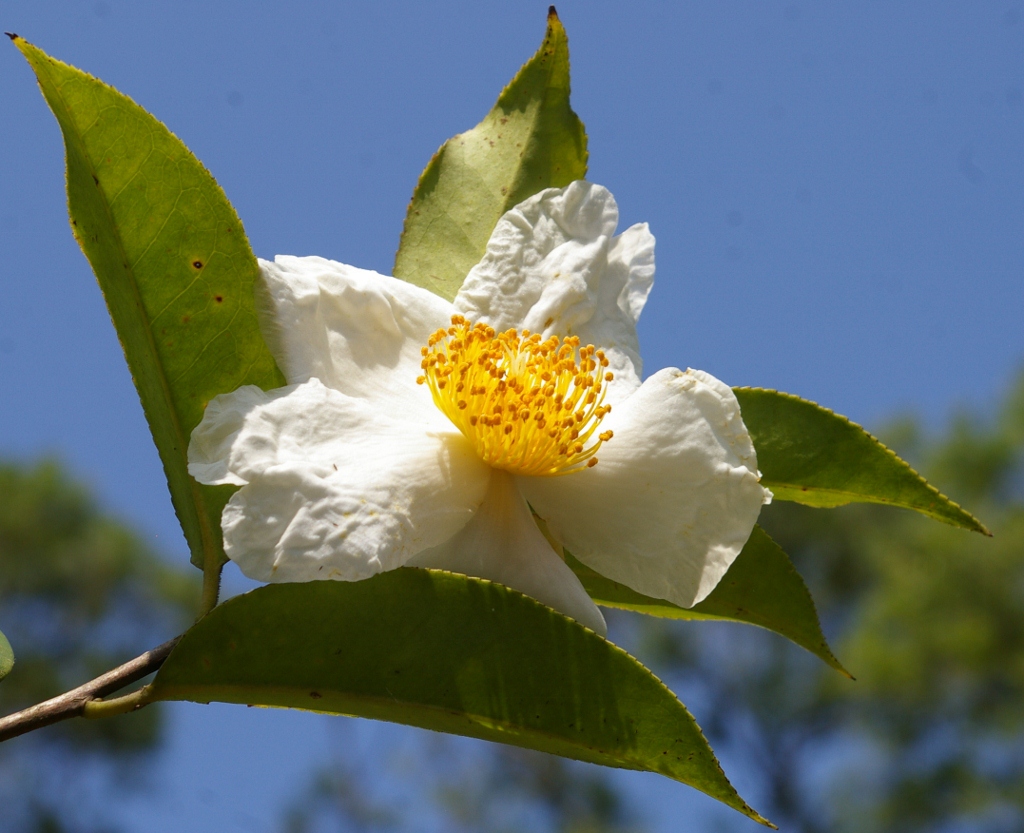 John Grimshaw's Garden Diary Two days in Hong Kong