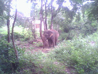 Elephant in Salem kuruvampatti zoo