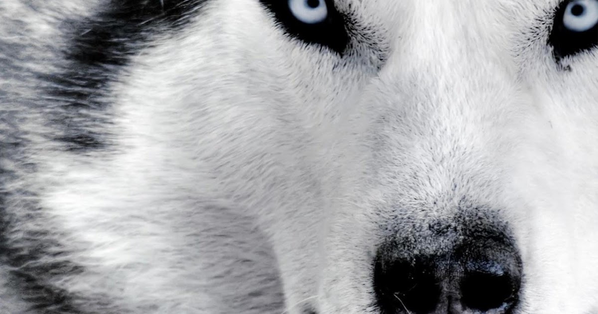 Jirones: Tienen razón