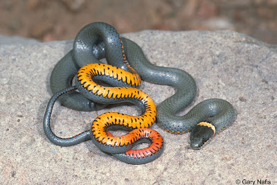snakes california ring found pod facts