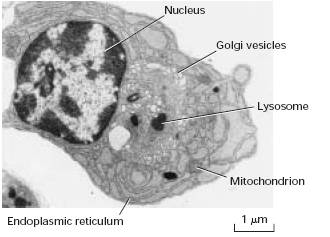 Difference between Prokaryotic cell and Eukaryotic cell - MD