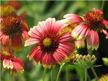 Sara Vogt's Red Flower Photo