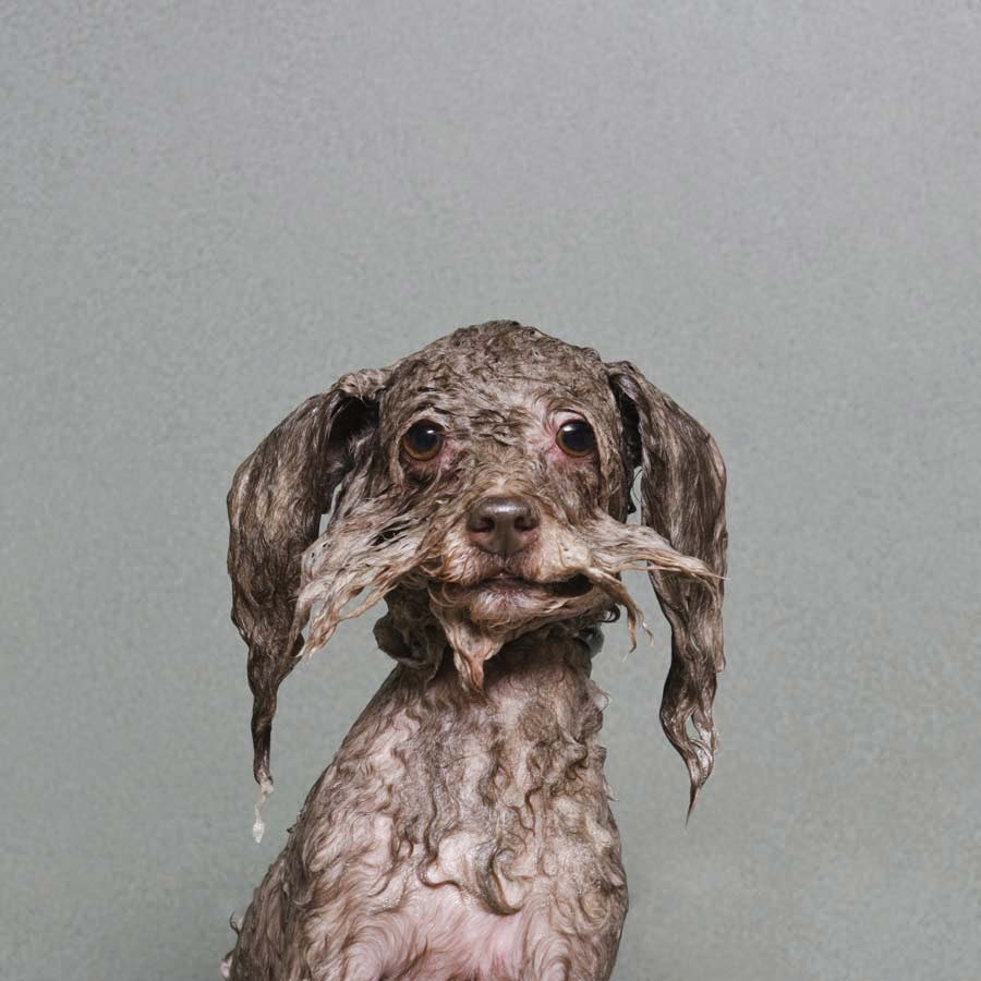 wet-dogs-(1).jpg