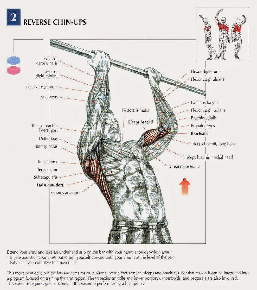 Best Bicep Workout For Mass Bodydulding