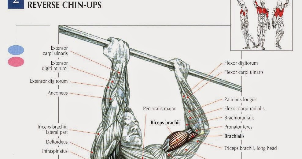 Best Bicep Workout For Mass Bodydulding