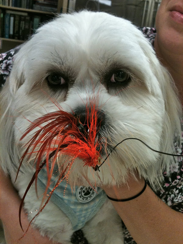 Tackle A Dream or A Dog's Nostril title=