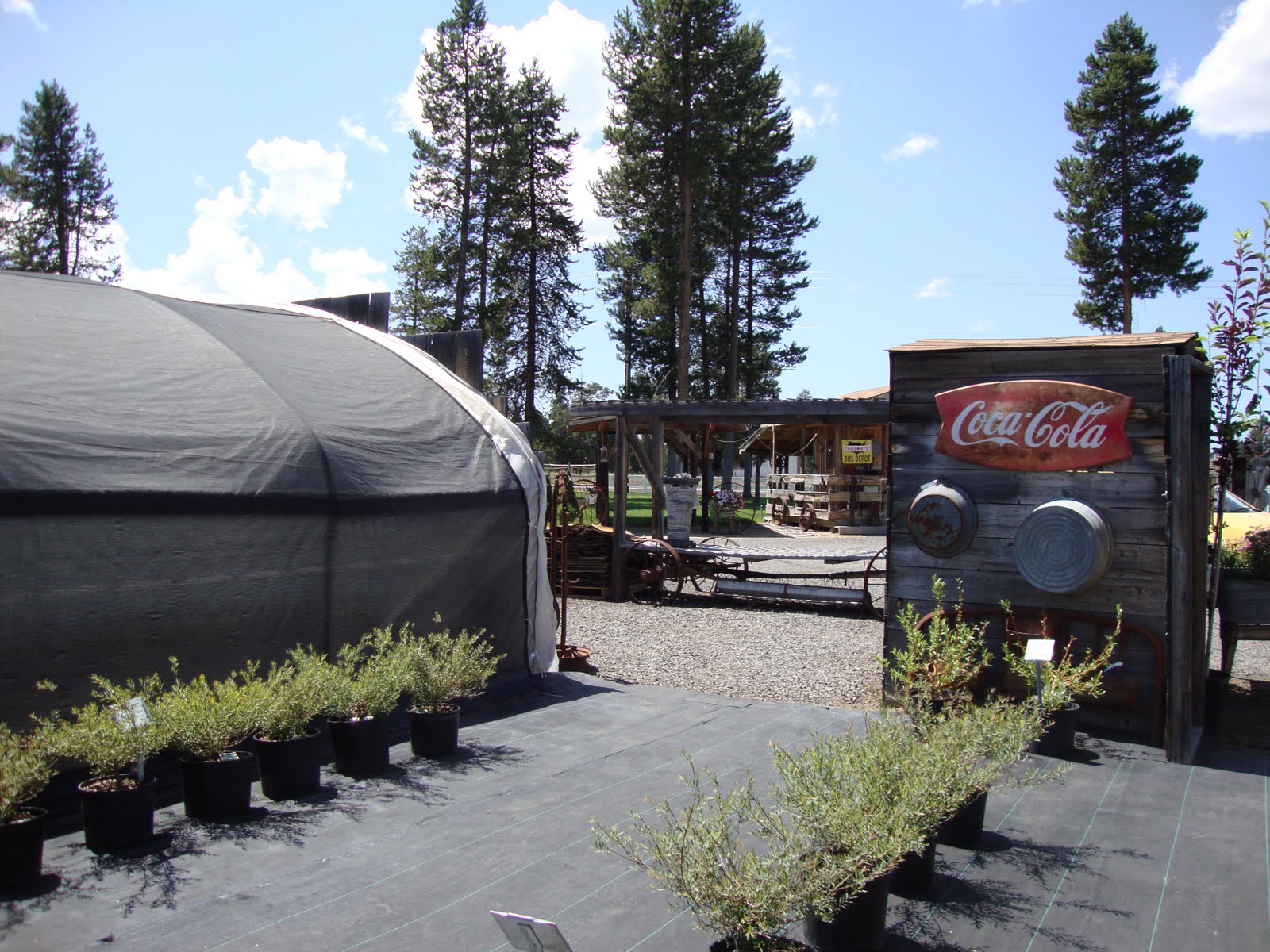danger garden A week of nursery visits, starting in La Pine, OR