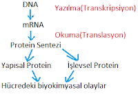 Protein Sentezi